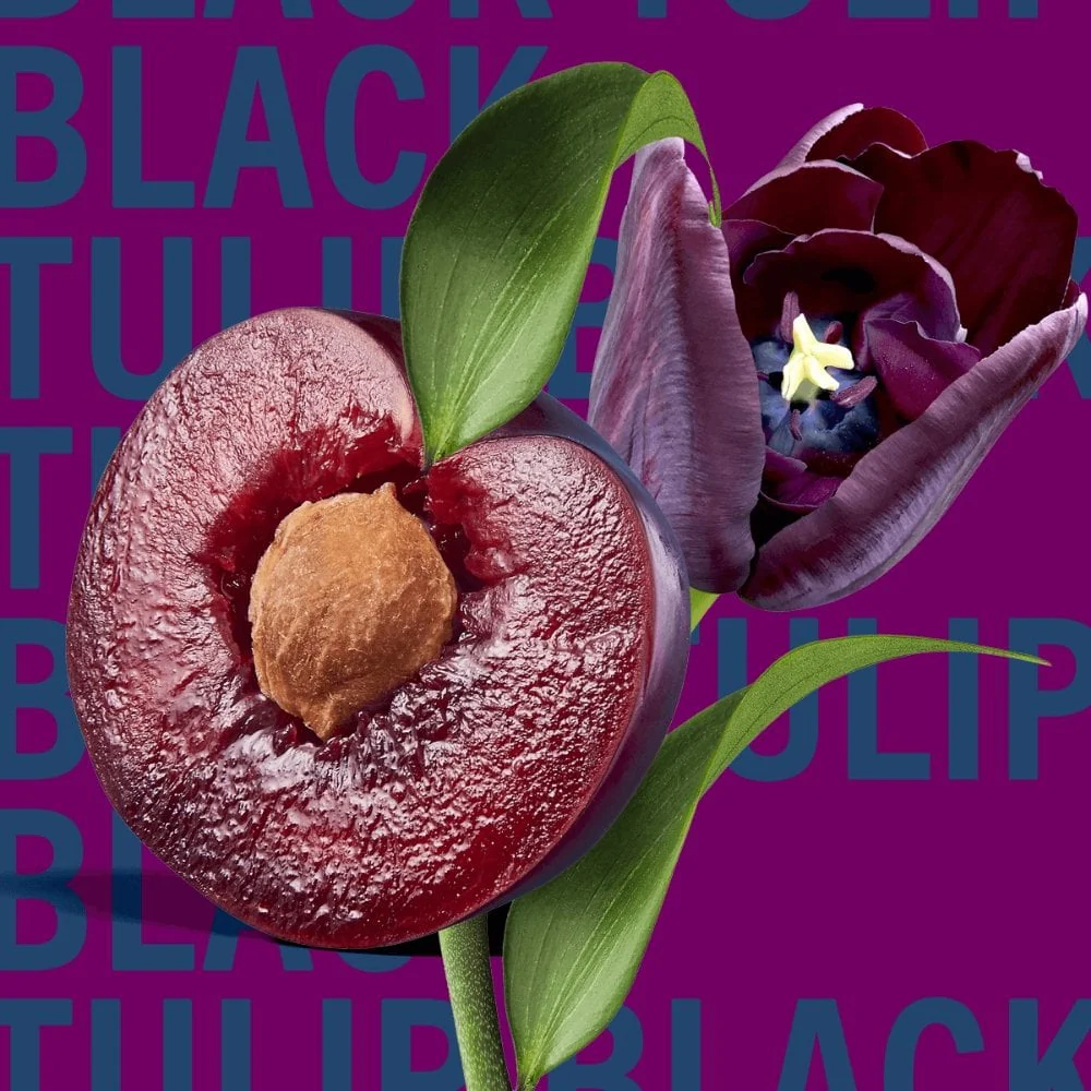 Shay & Blue Black Tulip Eau De Parfum 100ml - Image 3