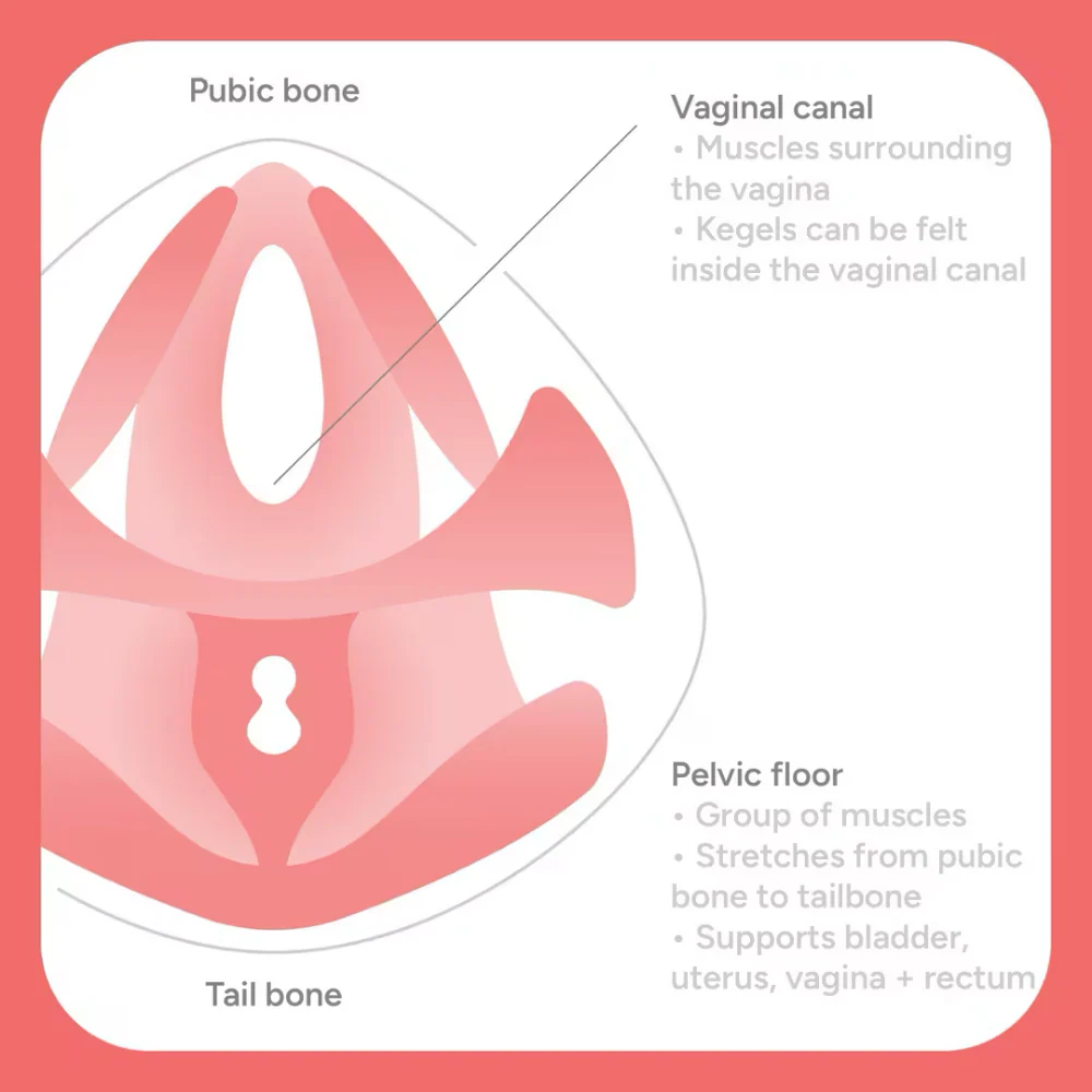 Smile Makers Pelvic Partner Pelvic Floor Trainer - Image 5